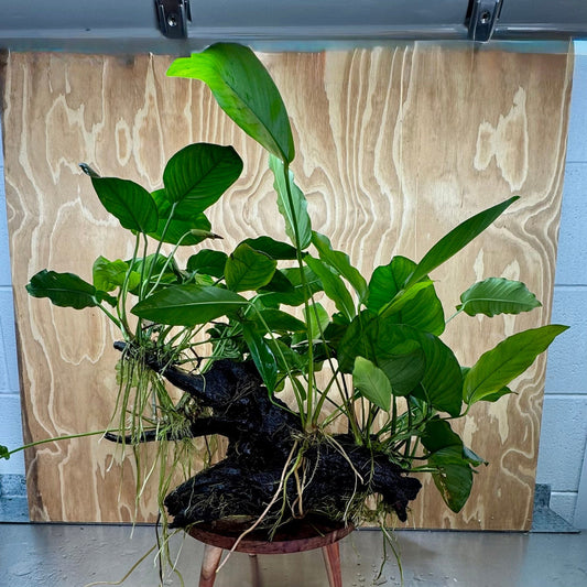 Scapeshop.com.au One Only Rainforest Garden Driftwood Creation - One Only - Mega Rainforest Garden Driftwood Creation - One Only - Mega