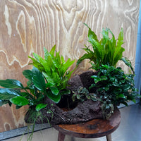 Scapeshop.com.au One Only Red Lava Double Volcano with 2 Java Fern, Petite Nana Mother & Lucy Anubias - One Only Red Lava Double Volcano with 2 Java Fern, Petite Nana Mother & Lucy Anubias - One Only