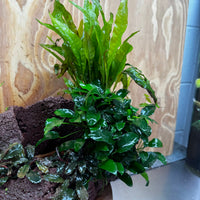 Scapeshop.com.au One Only Red Lava Double Volcano with 2 Java Fern, Petite Nana Mother & Lucy Anubias - One Only Red Lava Double Volcano with 2 Java Fern, Petite Nana Mother & Lucy Anubias - One Only