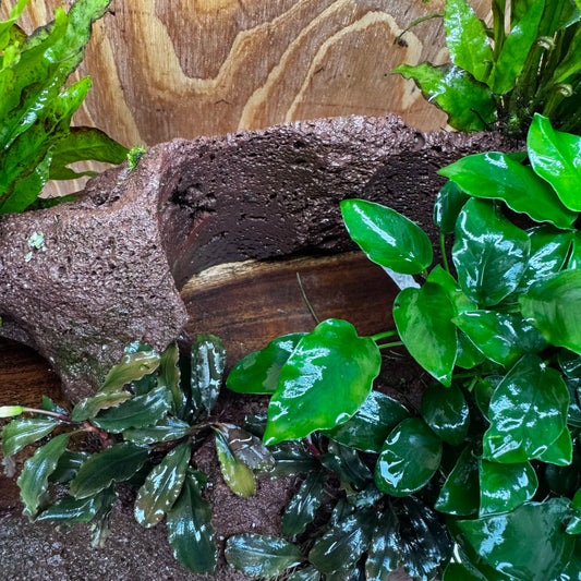 Scapeshop.com.au One Only Red Lava Double Volcano with 2 Java Fern, Petite Nana Mother & Lucy Anubias - One Only Red Lava Double Volcano with 2 Java Fern, Petite Nana Mother & Lucy Anubias - One Only