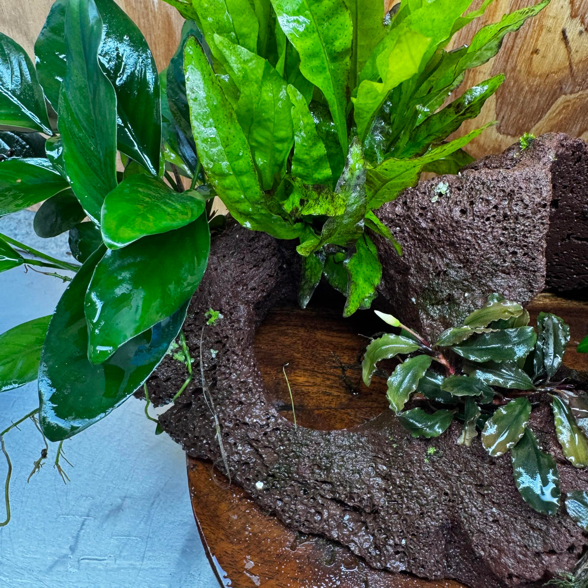 Scapeshop.com.au One Only Red Lava Double Volcano with 2 Java Fern, Petite Nana Mother & Lucy Anubias - One Only Red Lava Double Volcano with 2 Java Fern, Petite Nana Mother & Lucy Anubias - One Only