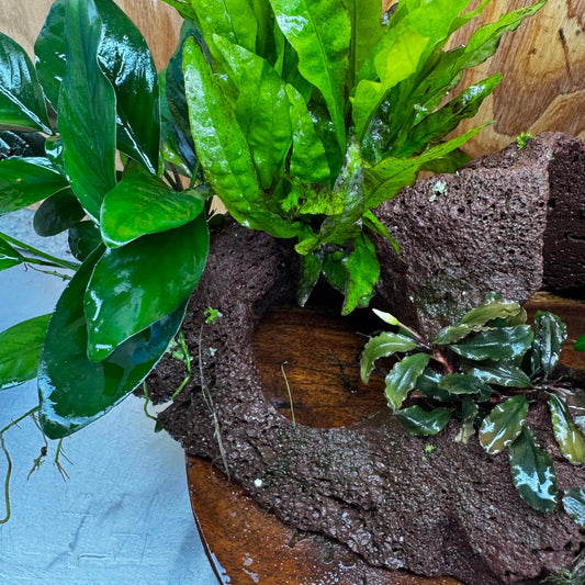 Scapeshop.com.au One Only Red Lava Double Volcano with 2 Java Fern, Petite Nana Mother & Lucy Anubias - One Only Red Lava Double Volcano with 2 Java Fern, Petite Nana Mother & Lucy Anubias - One Only