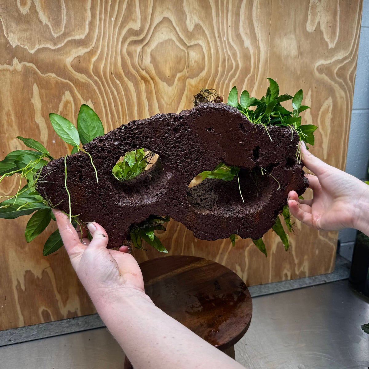 Scapeshop.com.au One Only Red Lava Double Volcano with 2 Java Fern, Petite Nana Mother & Lucy Anubias - One Only Red Lava Double Volcano with 2 Java Fern, Petite Nana Mother & Lucy Anubias - One Only
