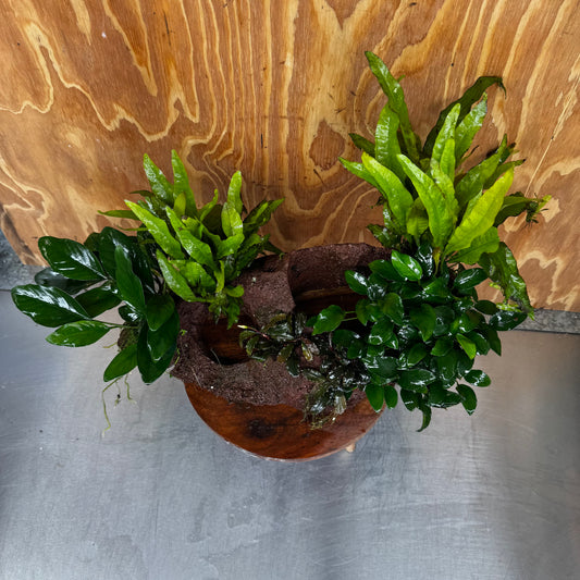 Scapeshop.com.au One Only Red Lava Double Volcano with 2 Java Fern, Petite Nana Mother & Lucy Anubias - One Only Red Lava Double Volcano with 2 Java Fern, Petite Nana Mother & Lucy Anubias - One Only
