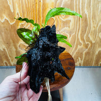 Scapeshop.com.au One Only Red Ozelot Echinodorus & Microsorum 'Indo'(Java Fern) Driftwood Creation - One Only - Fun Red Ozelot Echinodorus & Microsorum 'Indo'(Java Fern) Driftwood Creation - One Only - Fun