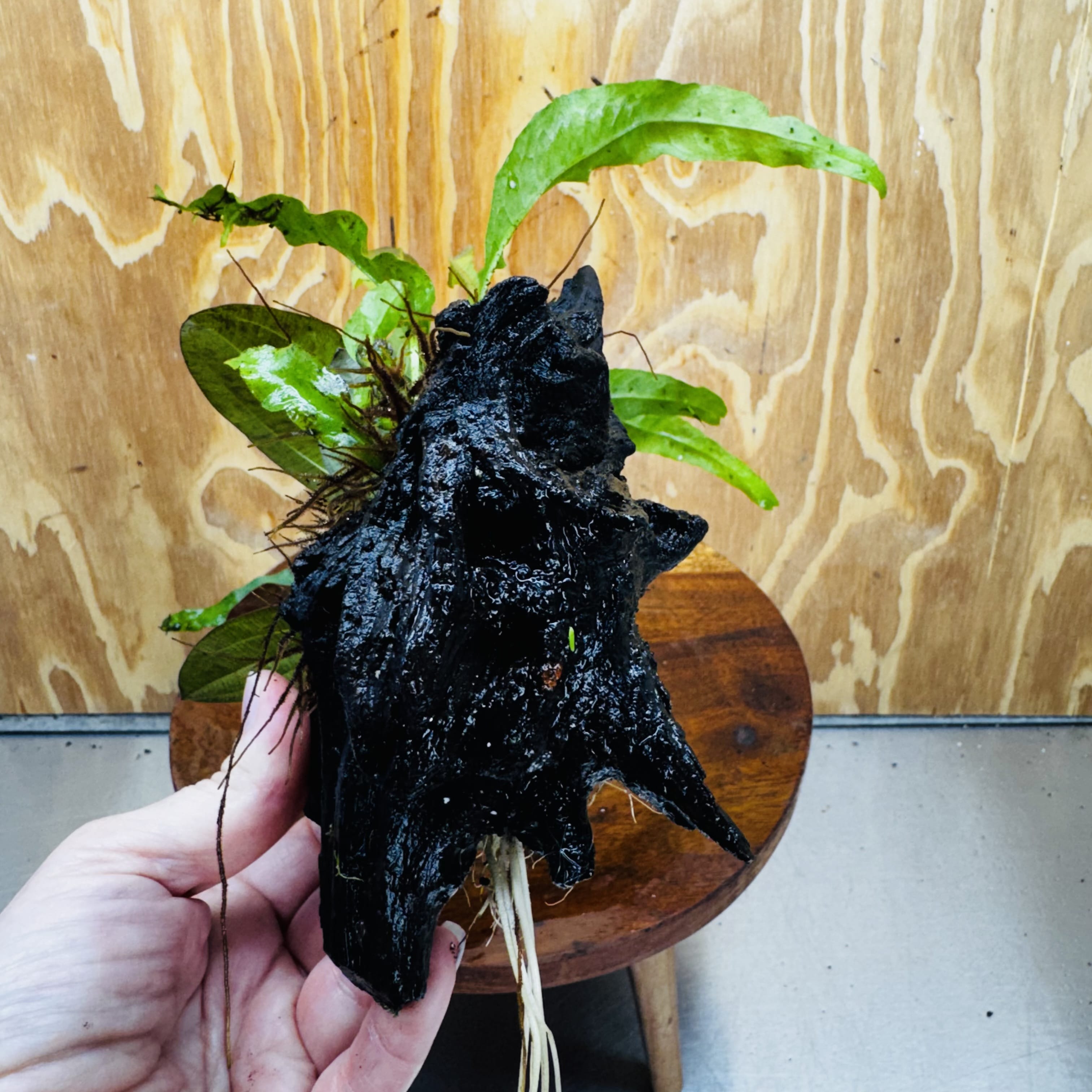 Scapeshop.com.au One Only Red Ozelot Echinodorus & Microsorum 'Indo'(Java Fern) Driftwood Creation - One Only - Fun Red Ozelot Echinodorus & Microsorum 'Indo'(Java Fern) Driftwood Creation - One Only - Fun