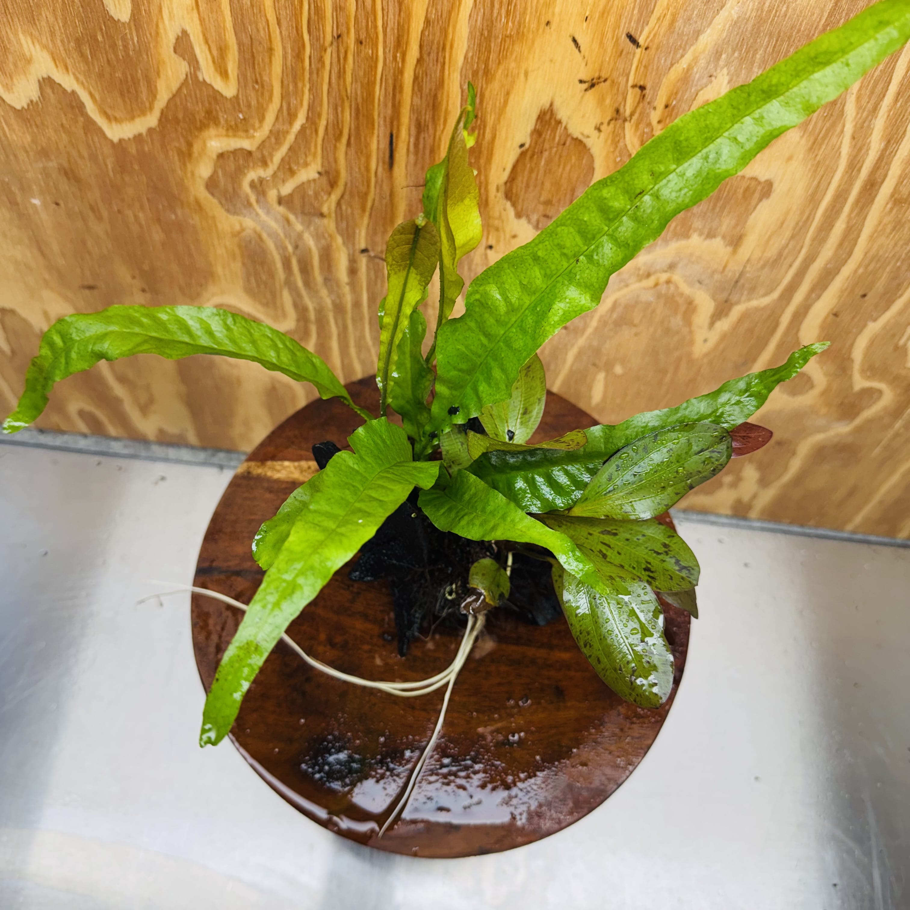 Scapeshop.com.au One Only Red Ozelot Echinodorus & Microsorum 'Indo'(Java Fern) Driftwood Creation - One Only - Fun Red Ozelot Echinodorus & Microsorum 'Indo'(Java Fern) Driftwood Creation - One Only - Fun