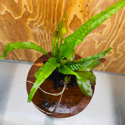 Scapeshop.com.au One Only Red Ozelot Echinodorus & Microsorum 'Indo'(Java Fern) Driftwood Creation - One Only - Fun Red Ozelot Echinodorus & Microsorum 'Indo'(Java Fern) Driftwood Creation - One Only - Fun