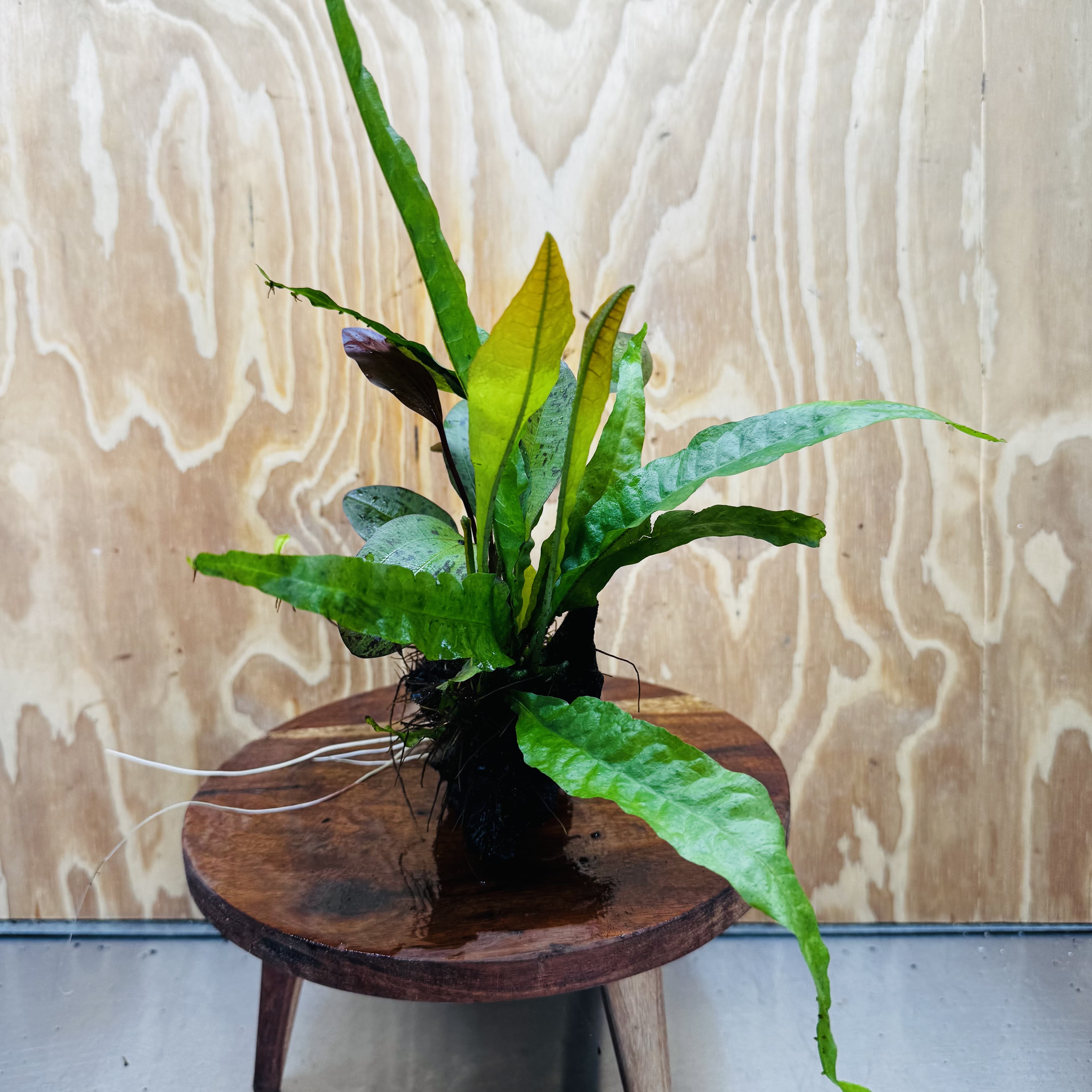 Scapeshop.com.au One Only Red Ozelot Echinodorus & Microsorum 'Indo'(Java Fern) Driftwood Creation - One Only - Fun Red Ozelot Echinodorus & Microsorum 'Indo'(Java Fern) Driftwood Creation - One Only - Fun