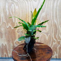 Scapeshop.com.au One Only Red Ozelot Echinodorus & Microsorum 'Indo'(Java Fern) Driftwood Creation - One Only - Fun Red Ozelot Echinodorus & Microsorum 'Indo'(Java Fern) Driftwood Creation - One Only - Fun