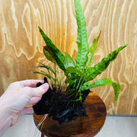 Scapeshop.com.au One Only Red Ozelot Echinodorus & Microsorum 'Indo'(Java Fern) Driftwood Creation - One Only - Fun Red Ozelot Echinodorus & Microsorum 'Indo'(Java Fern) Driftwood Creation - One Only - Fun