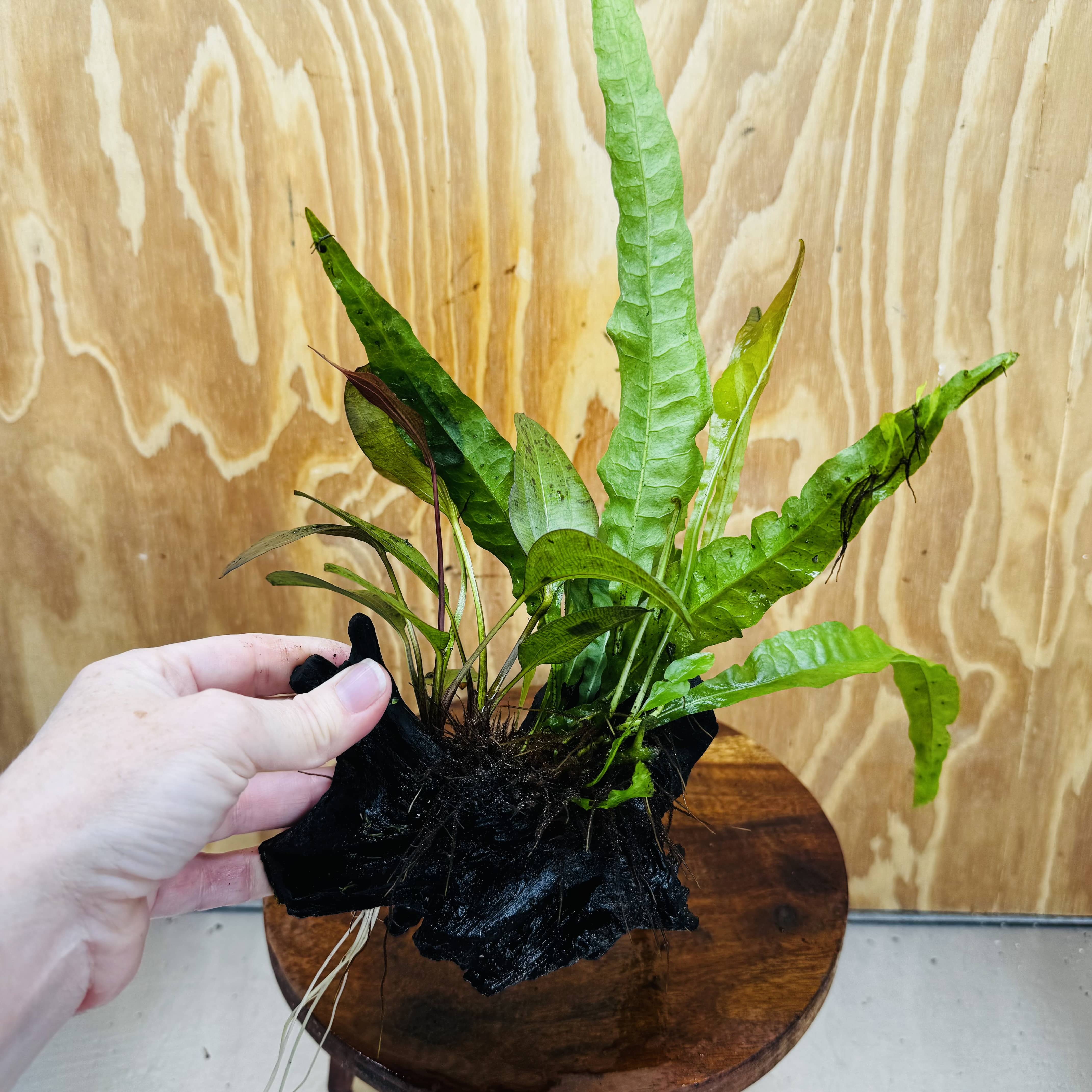 Scapeshop.com.au One Only Red Ozelot Echinodorus & Microsorum 'Indo'(Java Fern) Driftwood Creation - One Only - Fun Red Ozelot Echinodorus & Microsorum 'Indo'(Java Fern) Driftwood Creation - One Only - Fun