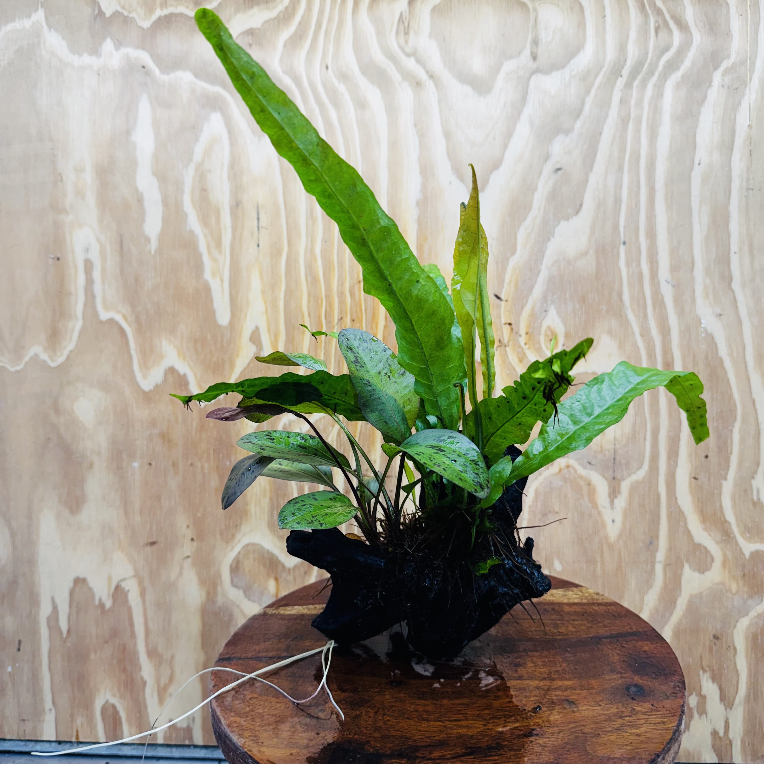 Scapeshop.com.au One Only Red Ozelot Echinodorus & Microsorum 'Indo'(Java Fern) Driftwood Creation - One Only - Fun Red Ozelot Echinodorus & Microsorum 'Indo'(Java Fern) Driftwood Creation - One Only - Fun