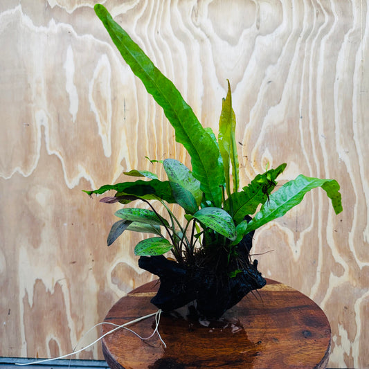 Scapeshop.com.au One Only Red Ozelot Echinodorus & Microsorum 'Indo'(Java Fern) Driftwood Creation - One Only - Fun Red Ozelot Echinodorus & Microsorum 'Indo'(Java Fern) Driftwood Creation - One Only - Fun