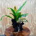 Scapeshop.com.au One Only Red Ozelot Echinodorus & Microsorum 'Indo'(Java Fern) Driftwood Creation - One Only - Fun Red Ozelot Echinodorus & Microsorum 'Indo'(Java Fern) Driftwood Creation - One Only - Fun
