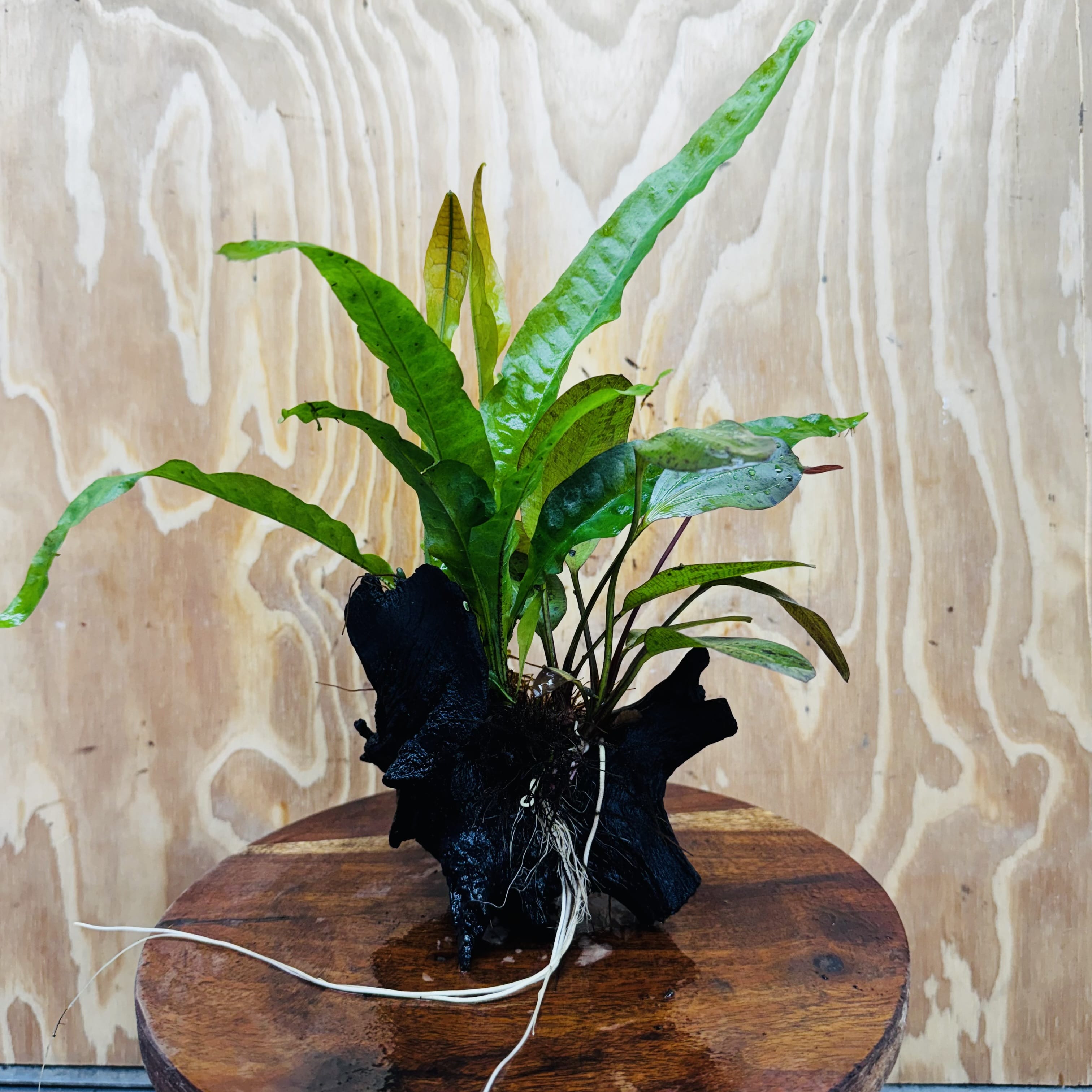Scapeshop.com.au One Only Red Ozelot Echinodorus & Microsorum 'Indo'(Java Fern) Driftwood Creation - One Only - Fun Red Ozelot Echinodorus & Microsorum 'Indo'(Java Fern) Driftwood Creation - One Only - Fun