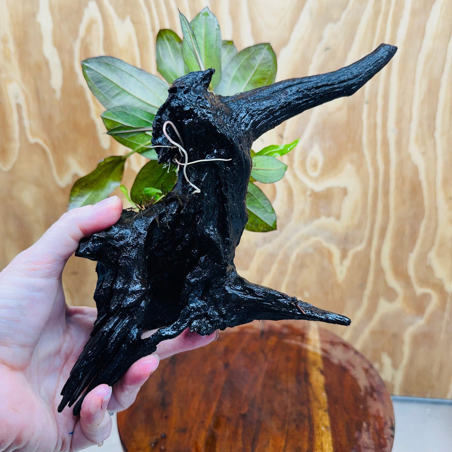 Scapeshop.com.au One Only Red Ozelot Sword, Bucephalandra, & Microsorum 'Indo'(Java Fern) Driftwood Creation - One Only Red Ozelot Sword, Bucephalandra, & Microsorum 'Indo'(Java Fern) Driftwood Creation - One Only