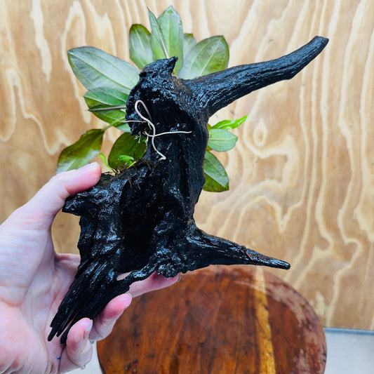 Scapeshop.com.au One Only Red Ozelot Sword, Bucephalandra, & Microsorum 'Indo'(Java Fern) Driftwood Creation - One Only Red Ozelot Sword, Bucephalandra, & Microsorum 'Indo'(Java Fern) Driftwood Creation - One Only