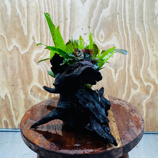 Scapeshop.com.au One Only Red Ozelot Sword, Bucephalandra, & Microsorum 'Indo'(Java Fern) Driftwood Creation - One Only Red Ozelot Sword, Bucephalandra, & Microsorum 'Indo'(Java Fern) Driftwood Creation - One Only