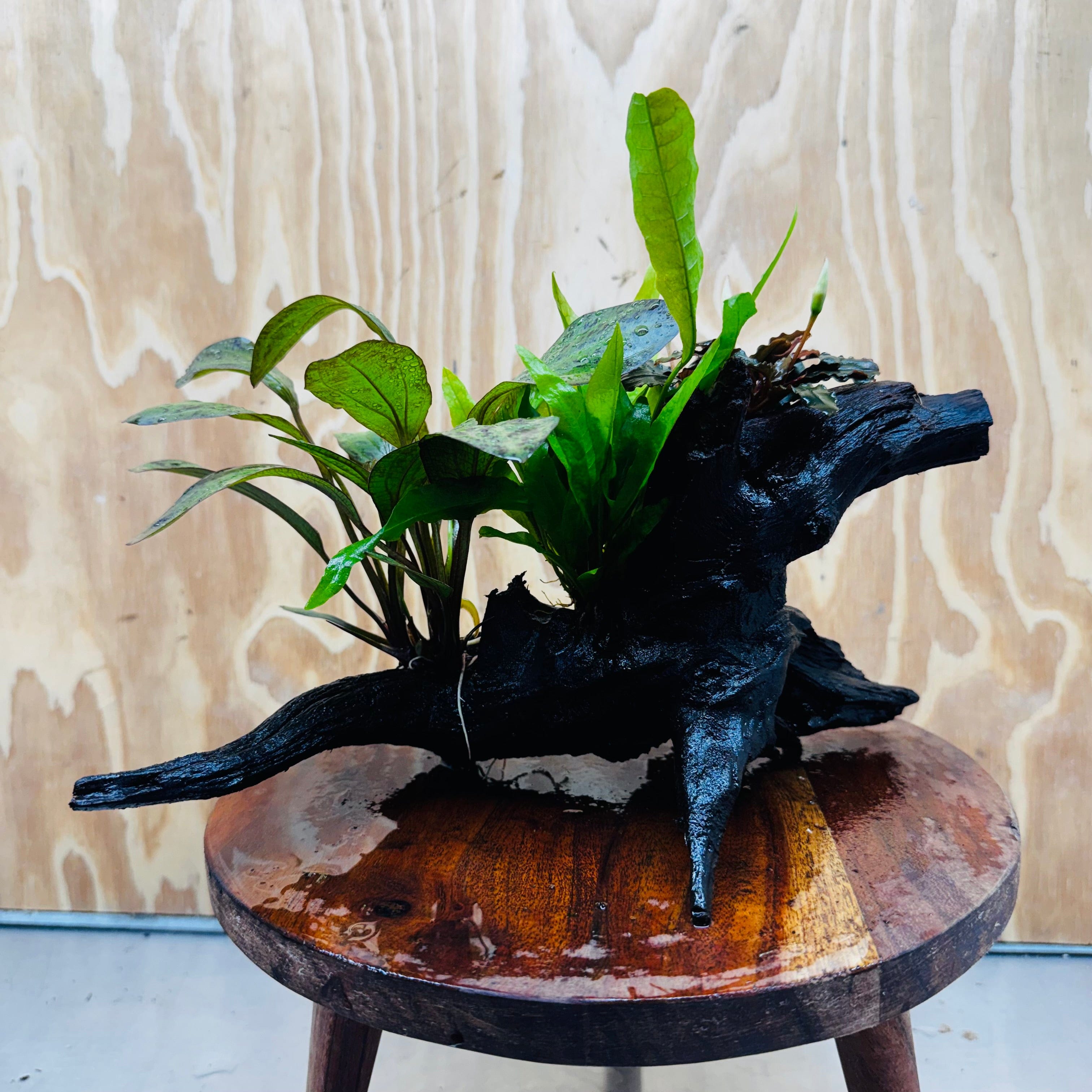 Scapeshop.com.au One Only Red Ozelot Sword, Bucephalandra, & Microsorum 'Indo'(Java Fern) Driftwood Creation - One Only Red Ozelot Sword, Bucephalandra, & Microsorum 'Indo'(Java Fern) Driftwood Creation - One Only