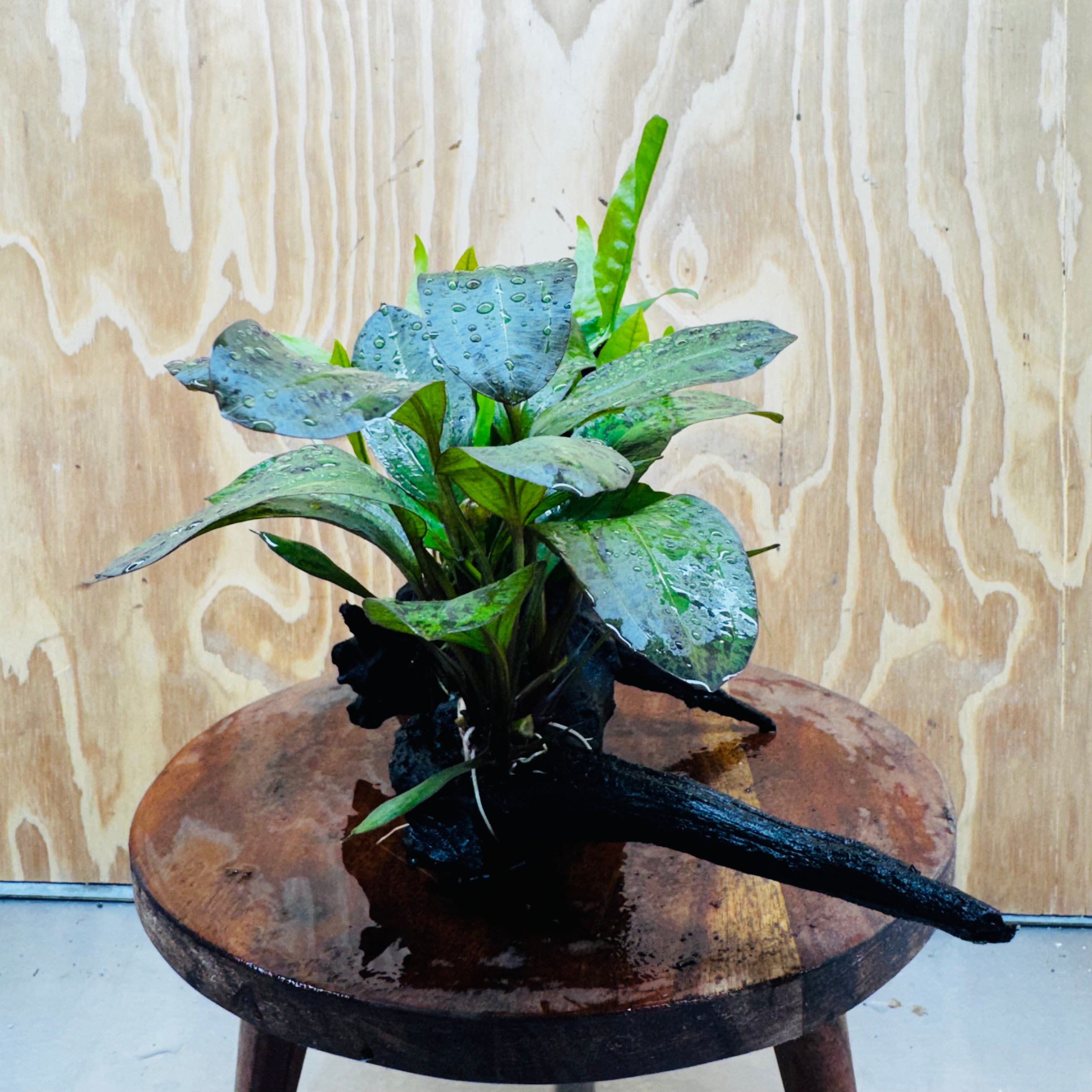 Scapeshop.com.au One Only Red Ozelot Sword, Bucephalandra, & Microsorum 'Indo'(Java Fern) Driftwood Creation - One Only Red Ozelot Sword, Bucephalandra, & Microsorum 'Indo'(Java Fern) Driftwood Creation - One Only