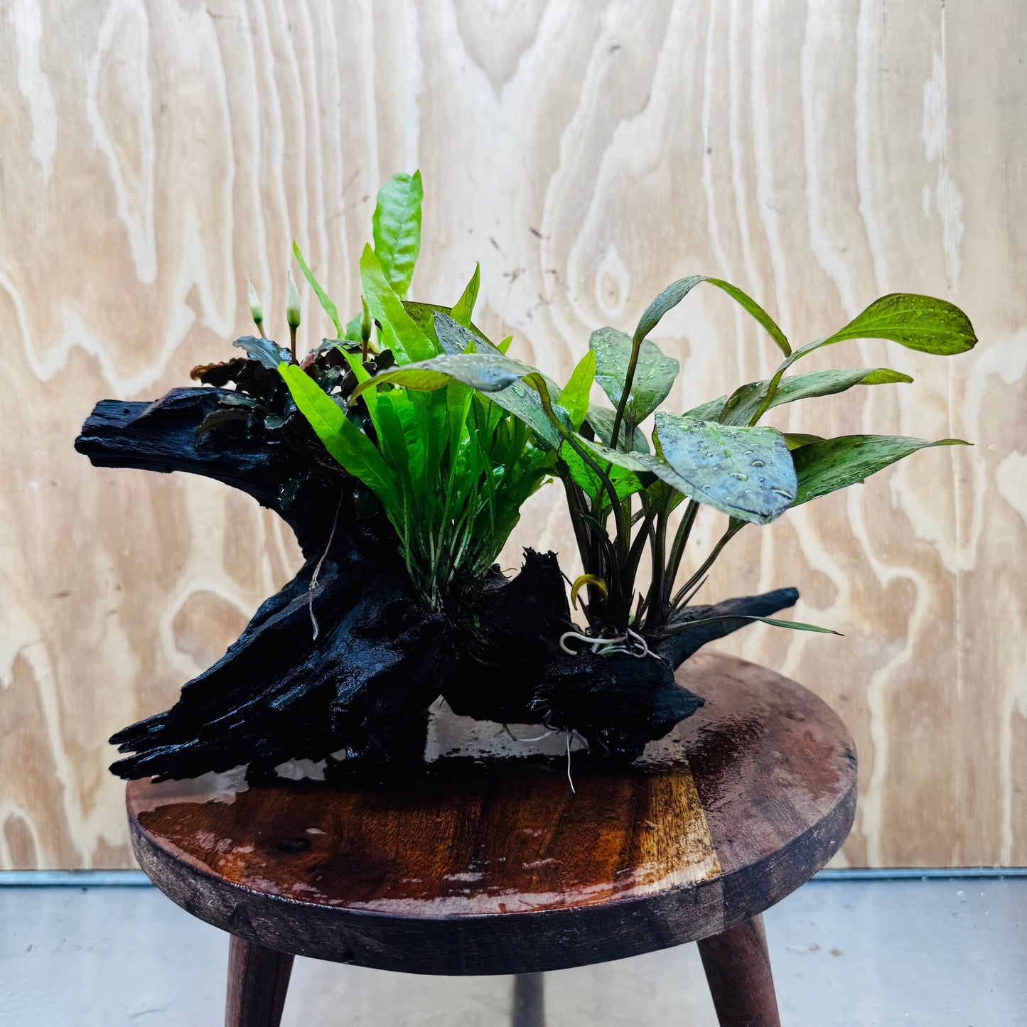 Scapeshop.com.au One Only Red Ozelot Sword, Bucephalandra, & Microsorum 'Indo'(Java Fern) Driftwood Creation - One Only Red Ozelot Sword, Bucephalandra, & Microsorum 'Indo'(Java Fern) Driftwood Creation - One Only