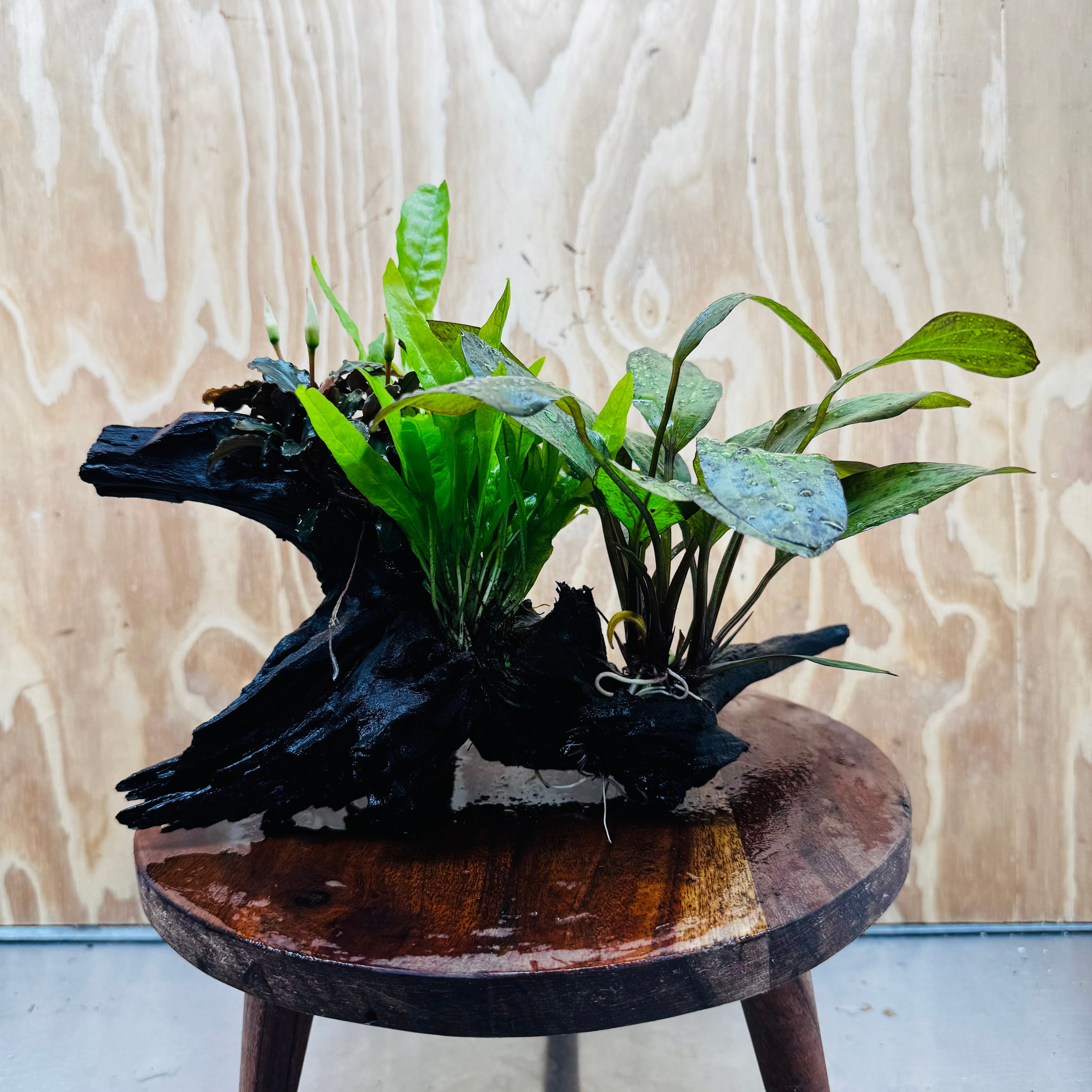 Scapeshop.com.au One Only Red Ozelot Sword, Bucephalandra, & Microsorum 'Indo'(Java Fern) Driftwood Creation - One Only Red Ozelot Sword, Bucephalandra, & Microsorum 'Indo'(Java Fern) Driftwood Creation - One Only