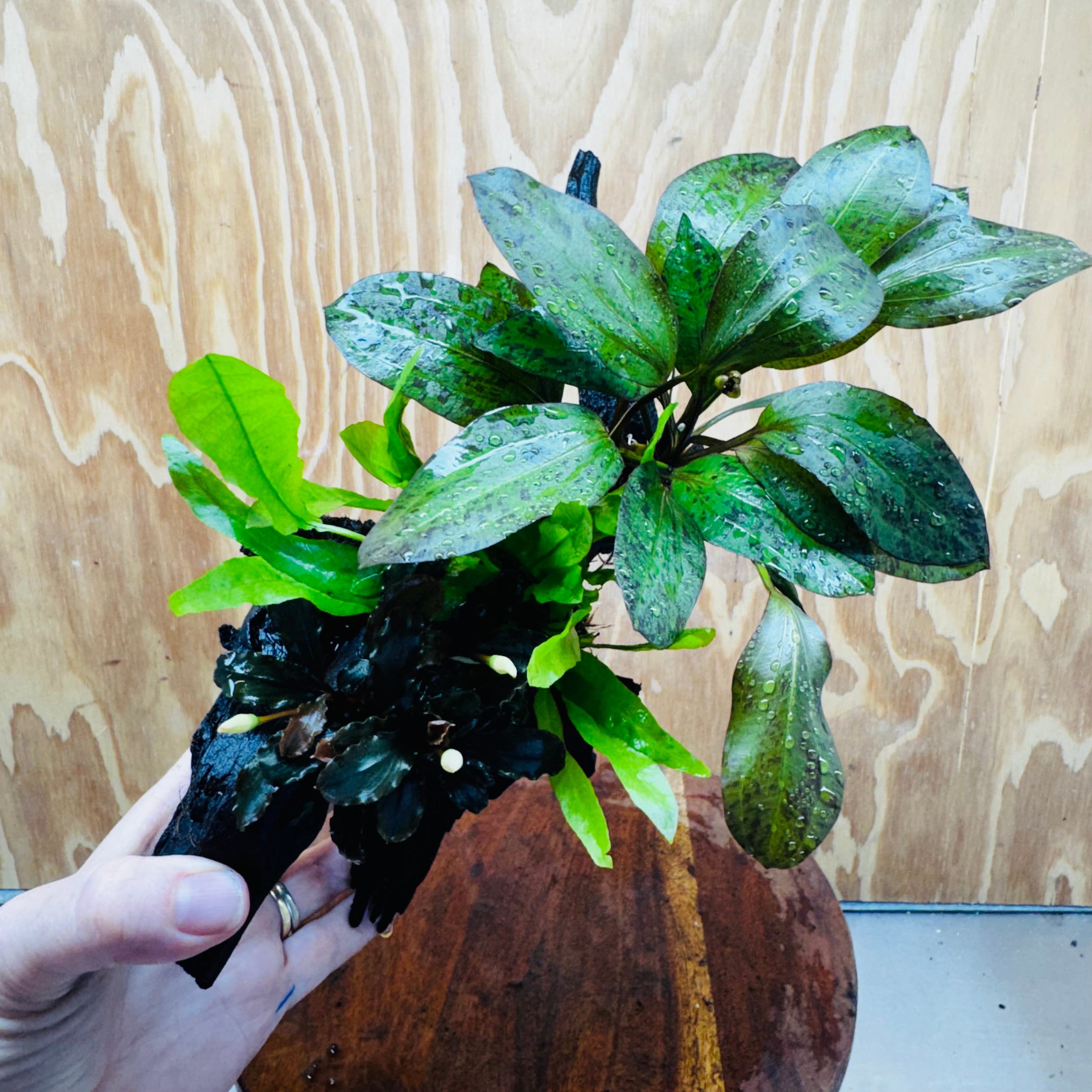 Scapeshop.com.au One Only Red Ozelot Sword, Bucephalandra, & Microsorum 'Indo'(Java Fern) Driftwood Creation - One Only Red Ozelot Sword, Bucephalandra, & Microsorum 'Indo'(Java Fern) Driftwood Creation - One Only