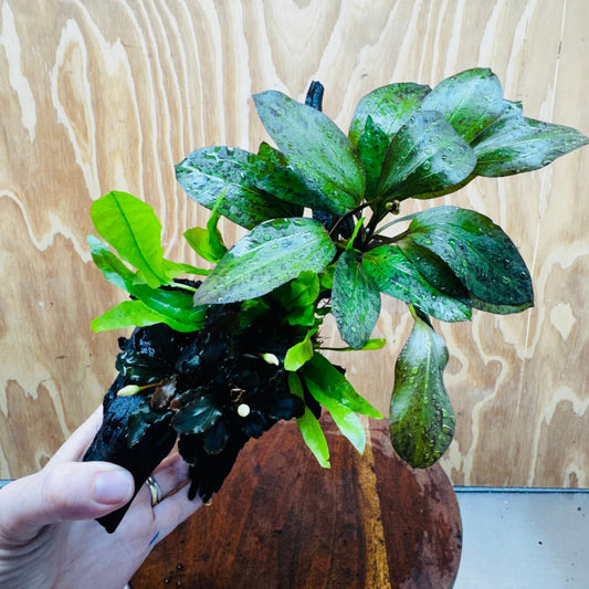 Scapeshop.com.au One Only Red Ozelot Sword, Bucephalandra, & Microsorum 'Indo'(Java Fern) Driftwood Creation - One Only Red Ozelot Sword, Bucephalandra, & Microsorum 'Indo'(Java Fern) Driftwood Creation - One Only