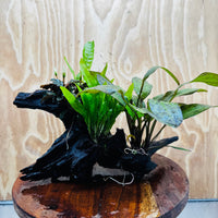 Scapeshop.com.au One Only Red Ozelot Sword, Bucephalandra, & Microsorum 'Indo'(Java Fern) Driftwood Creation - One Only Red Ozelot Sword, Bucephalandra, & Microsorum 'Indo'(Java Fern) Driftwood Creation - One Only