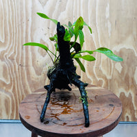 Scapeshop.com.au One Only Red Ozelot Sword & Green Ozelot Sword Driftwood Creation - One Only - Fantastic Red Ozelot Sword & Green Ozelot Sword Driftwood Creation - One Only - Fantastic