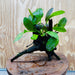 Scapeshop.com.au One Only Red Ozelot Sword & Green Ozelot Sword Driftwood Creation - One Only - Fantastic Red Ozelot Sword & Green Ozelot Sword Driftwood Creation - One Only - Fantastic