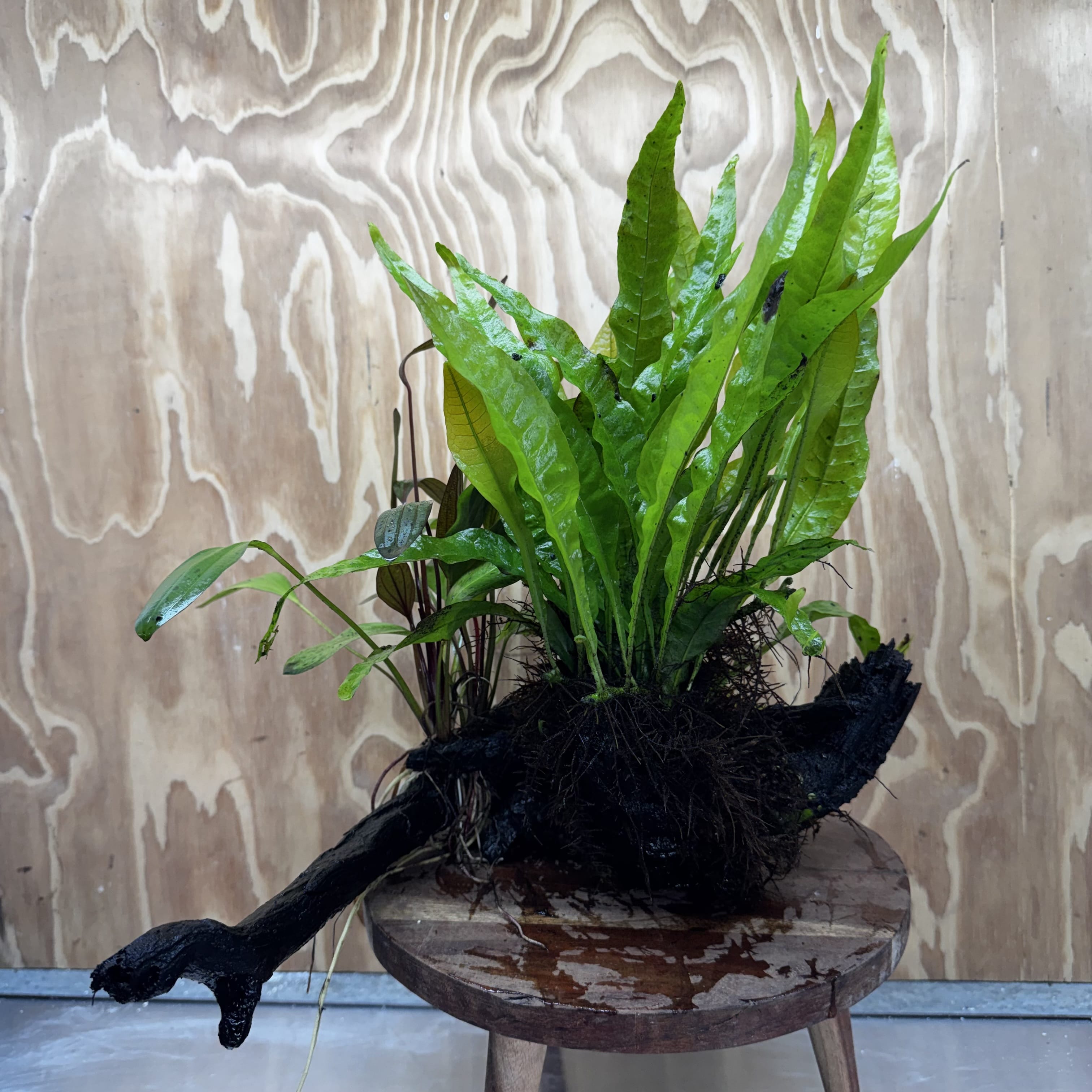 Scapeshop.com.au One Only Red Ozelot Sword & Green Ozelot Sword plus Java Fern Driftwood Creation - One Only - Fantastic Red Ozelot Sword & Green Ozelot Sword plus Java Fern Driftwood Creation - One Only - Fantastic