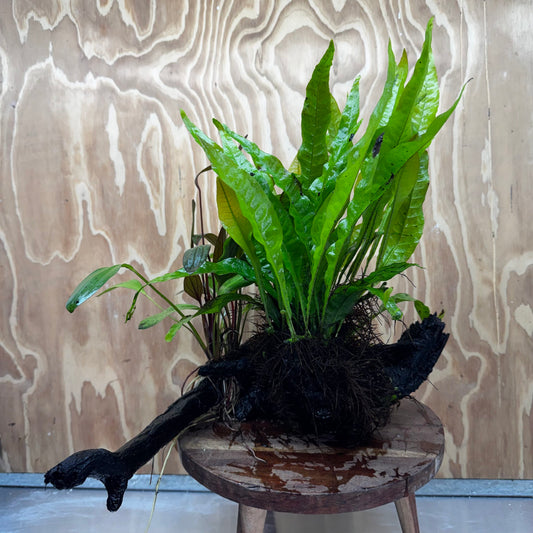 Scapeshop.com.au One Only Red Ozelot Sword & Green Ozelot Sword plus Java Fern Driftwood Creation - One Only - Fantastic Red Ozelot Sword & Green Ozelot Sword plus Java Fern Driftwood Creation - One Only - Fantastic