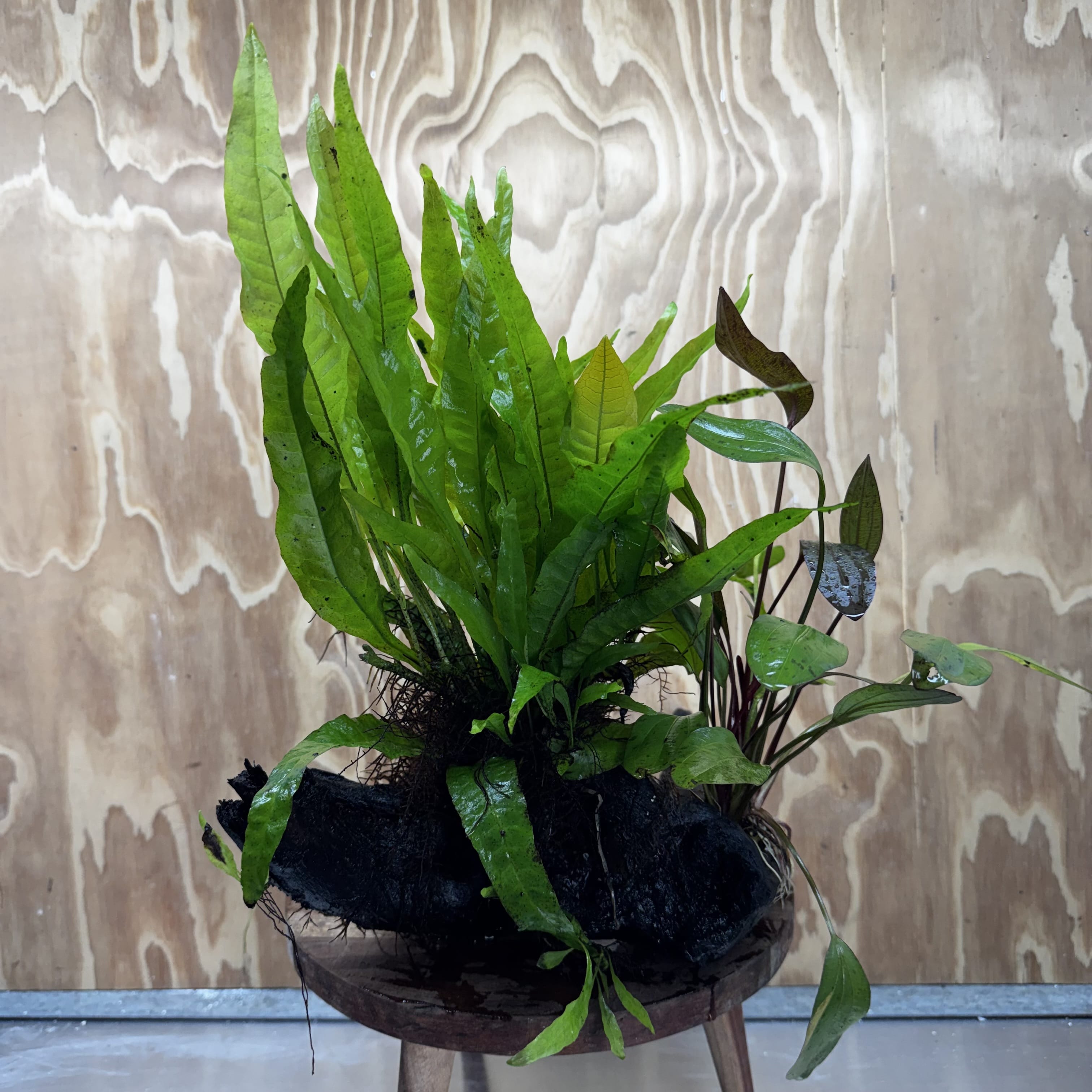 Scapeshop.com.au One Only Red Ozelot Sword & Green Ozelot Sword plus Java Fern Driftwood Creation - One Only - Fantastic Red Ozelot Sword & Green Ozelot Sword plus Java Fern Driftwood Creation - One Only - Fantastic
