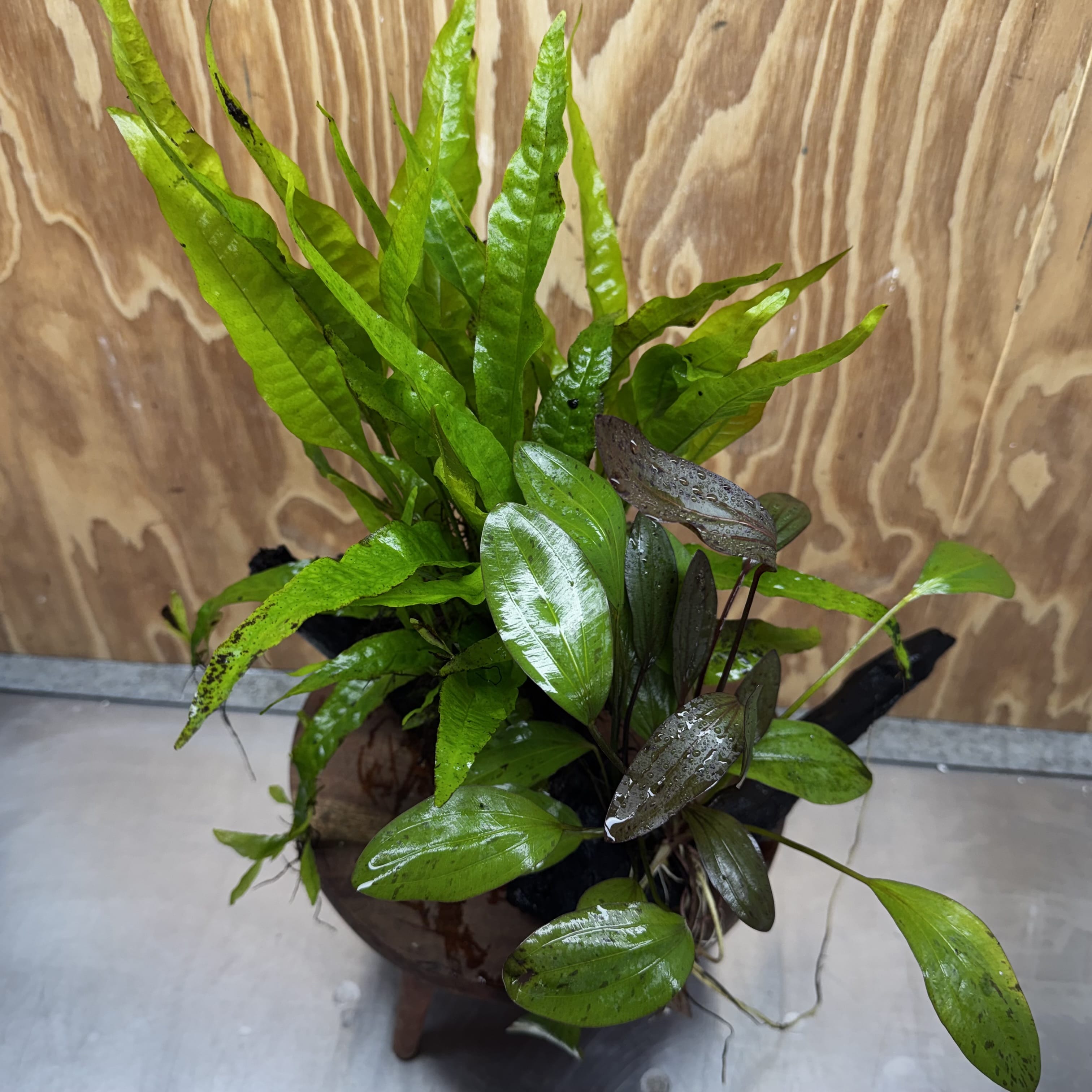 Scapeshop.com.au One Only Red Ozelot Sword & Green Ozelot Sword plus Java Fern Driftwood Creation - One Only - Fantastic Red Ozelot Sword & Green Ozelot Sword plus Java Fern Driftwood Creation - One Only - Fantastic