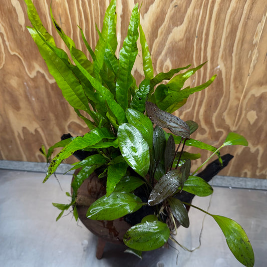 Scapeshop.com.au One Only Red Ozelot Sword & Green Ozelot Sword plus Java Fern Driftwood Creation - One Only - Fantastic Red Ozelot Sword & Green Ozelot Sword plus Java Fern Driftwood Creation - One Only - Fantastic
