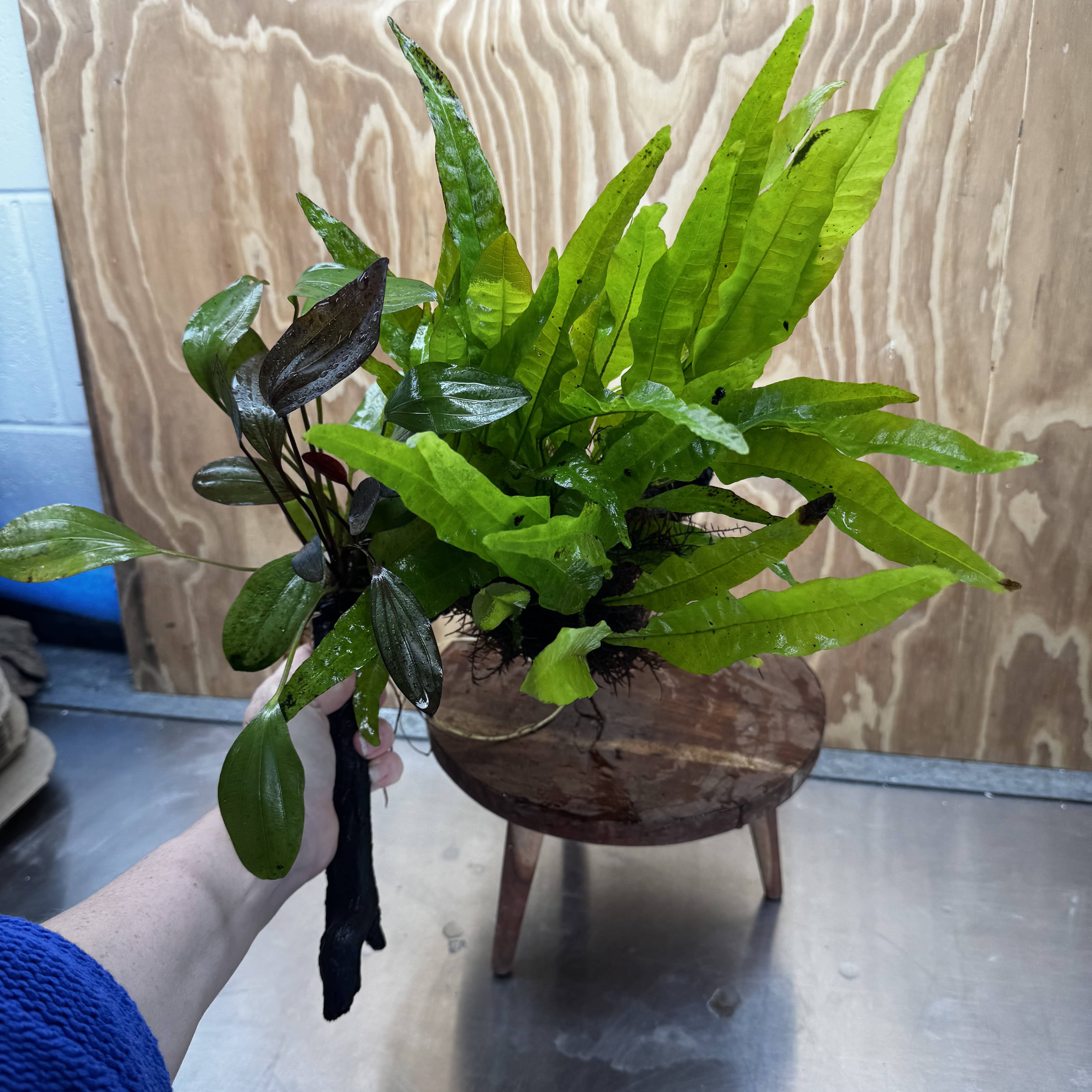 Scapeshop.com.au One Only Red Ozelot Sword & Green Ozelot Sword plus Java Fern Driftwood Creation - One Only - Fantastic Red Ozelot Sword & Green Ozelot Sword plus Java Fern Driftwood Creation - One Only - Fantastic