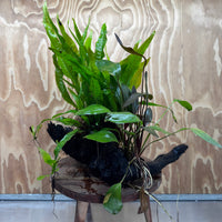 Scapeshop.com.au One Only Red Ozelot Sword & Green Ozelot Sword plus Java Fern Driftwood Creation - One Only - Fantastic Red Ozelot Sword & Green Ozelot Sword plus Java Fern Driftwood Creation - One Only - Fantastic