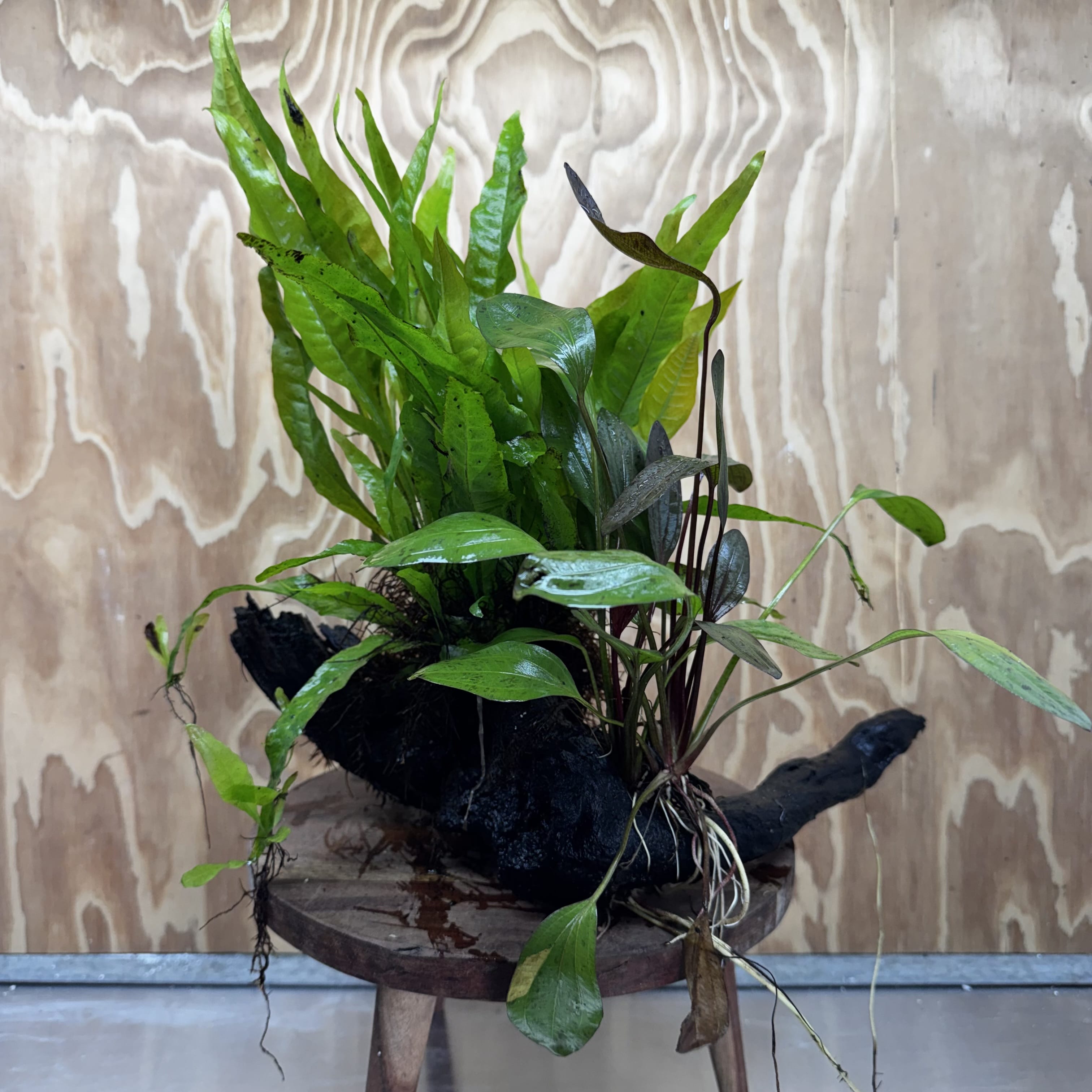 Scapeshop.com.au One Only Red Ozelot Sword & Green Ozelot Sword plus Java Fern Driftwood Creation - One Only - Fantastic Red Ozelot Sword & Green Ozelot Sword plus Java Fern Driftwood Creation - One Only - Fantastic