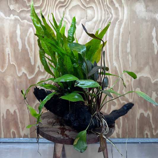 Scapeshop.com.au One Only Red Ozelot Sword & Green Ozelot Sword plus Java Fern Driftwood Creation - One Only - Fantastic Red Ozelot Sword & Green Ozelot Sword plus Java Fern Driftwood Creation - One Only - Fantastic