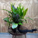 Scapeshop.com.au One Only Red Ozelot Sword & Green Ozelot Sword plus Java Fern Driftwood Creation - One Only - Fantastic Red Ozelot Sword & Green Ozelot Sword plus Java Fern Driftwood Creation - One Only - Fantastic