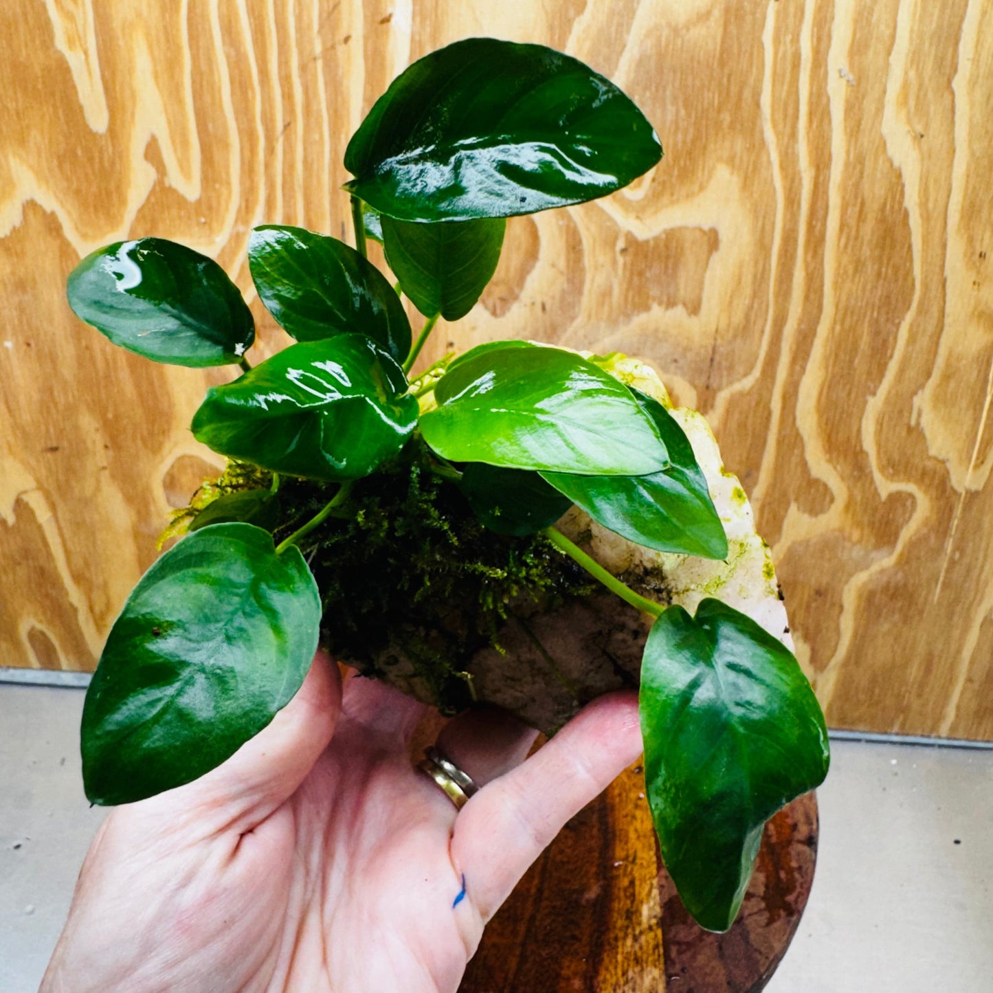 Pisces Enterprises One Only Rose Quartz Creation with Anubias Nana & Java Moss - Fontinalis - ONE ONLY Buy Aquarium Plants Rose Quartz Creation with Anubias OT Afzelli  - ONE ONLY
