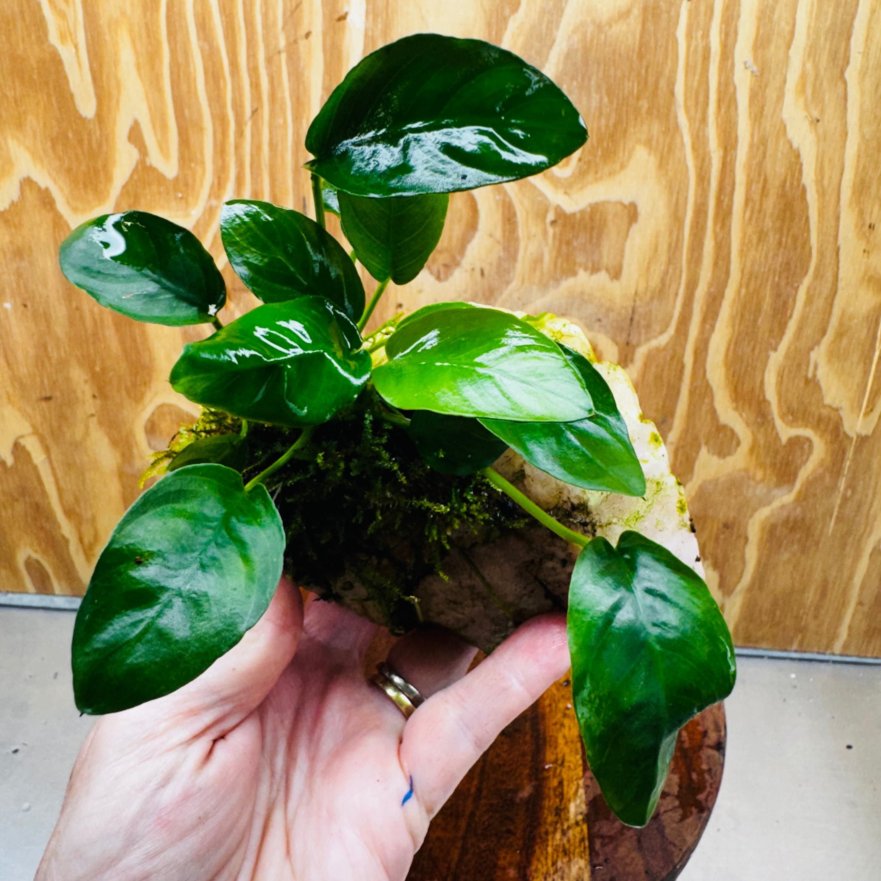 Pisces Enterprises One Only Rose Quartz Creation with Anubias Nana & Java Moss - Fontinalis - ONE ONLY Buy Aquarium Plants Rose Quartz Creation with Anubias OT Afzelli  - ONE ONLY