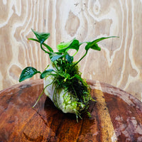 Pisces Enterprises One Only Rose Quartz Creation with Anubias Nana & Java Moss - Fontinalis - ONE ONLY Buy Aquarium Plants Rose Quartz Creation with Anubias OT Afzelli  - ONE ONLY