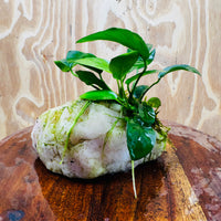 Pisces Enterprises One Only Rose Quartz Creation with Anubias Nana & Java Moss - Fontinalis - ONE ONLY Buy Aquarium Plants Rose Quartz Creation with Anubias OT Afzelli  - ONE ONLY