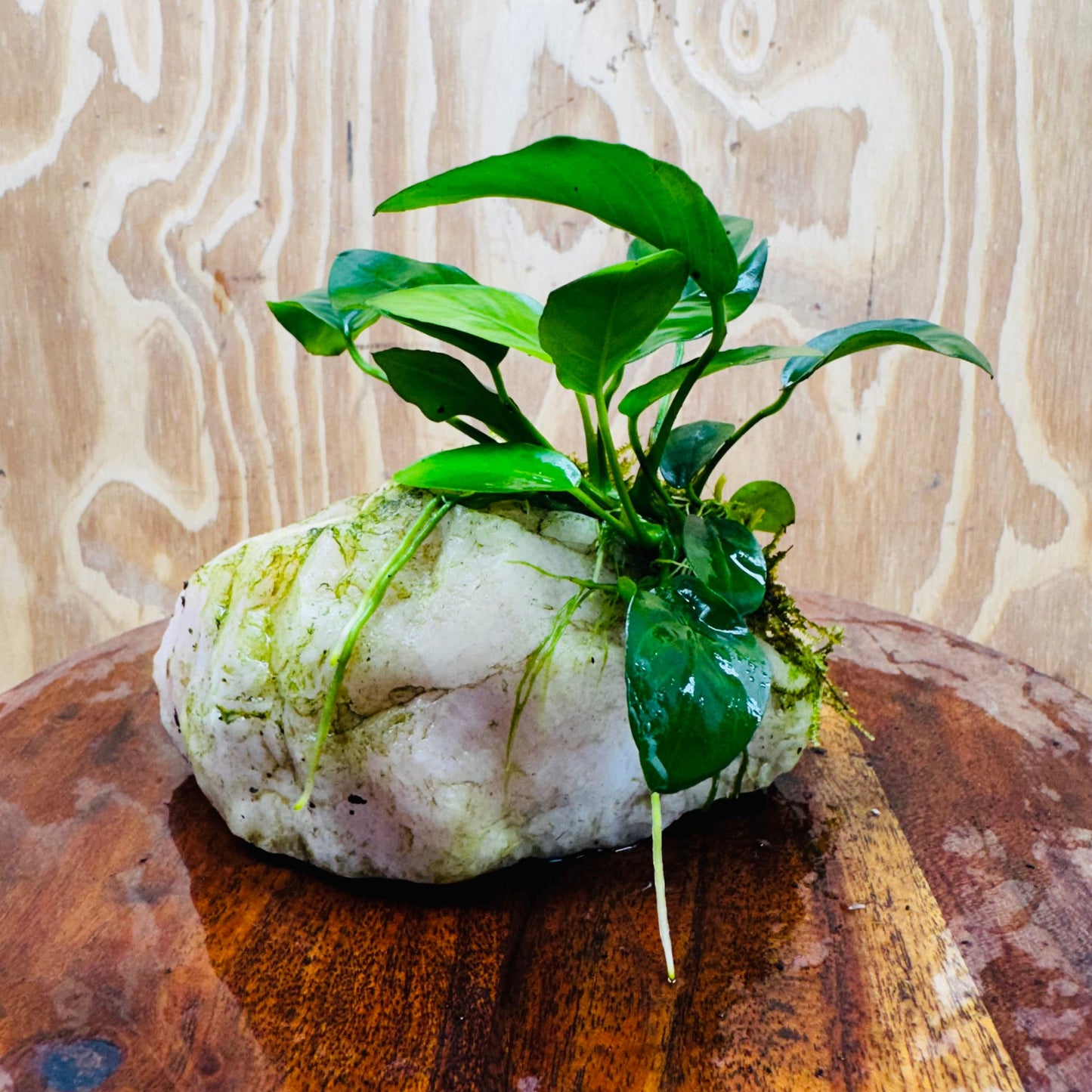 Pisces Enterprises One Only Rose Quartz Creation with Anubias Nana & Java Moss - Fontinalis - ONE ONLY Buy Aquarium Plants Rose Quartz Creation with Anubias OT Afzelli  - ONE ONLY