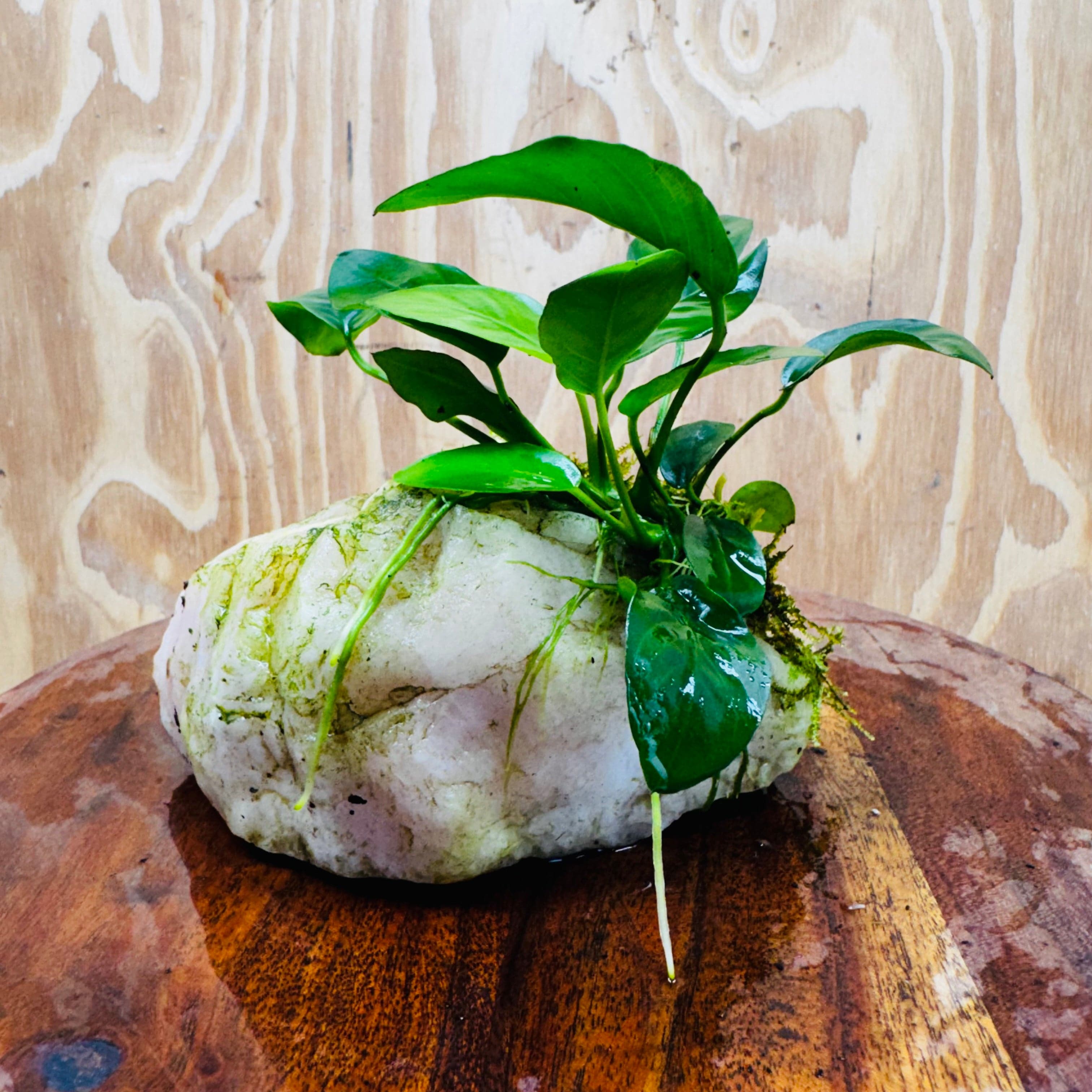 Pisces Enterprises One Only Rose Quartz Creation with Anubias Nana & Java Moss - Fontinalis - ONE ONLY Buy Aquarium Plants Rose Quartz Creation with Anubias OT Afzelli  - ONE ONLY