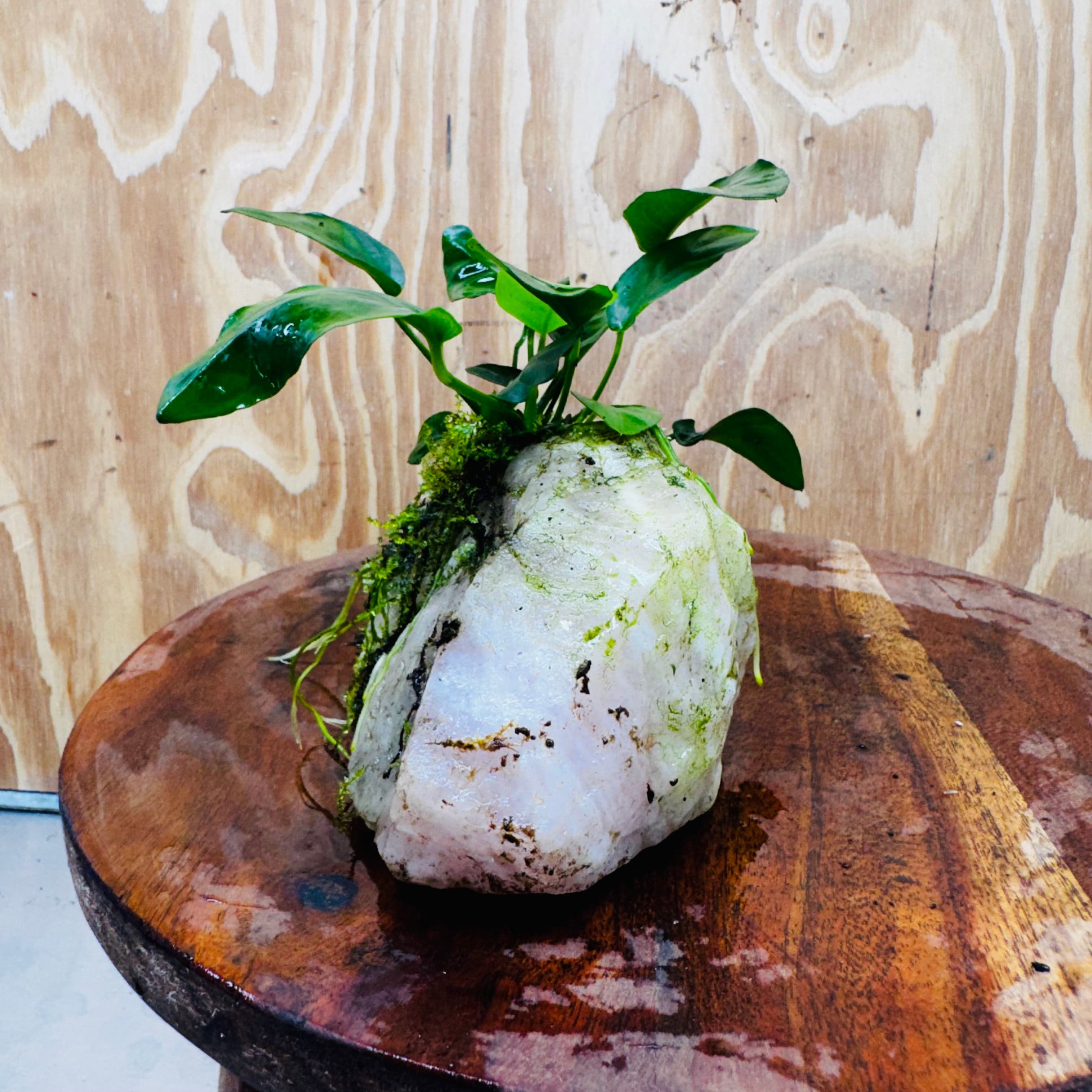 Pisces Enterprises One Only Rose Quartz Creation with Anubias Nana & Java Moss - Fontinalis - ONE ONLY Buy Aquarium Plants Rose Quartz Creation with Anubias OT Afzelli  - ONE ONLY