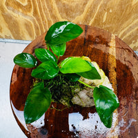 Pisces Enterprises One Only Rose Quartz Creation with Anubias Nana & Java Moss - Fontinalis - ONE ONLY Buy Aquarium Plants Rose Quartz Creation with Anubias OT Afzelli  - ONE ONLY